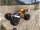 Z06 EVOLUTION V2 Buggy - 1:14 - RTR 3123 DF-Models